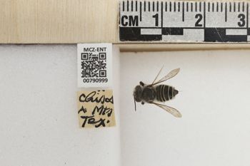 Media type: image;   Entomology 790999 Aspect: Labels